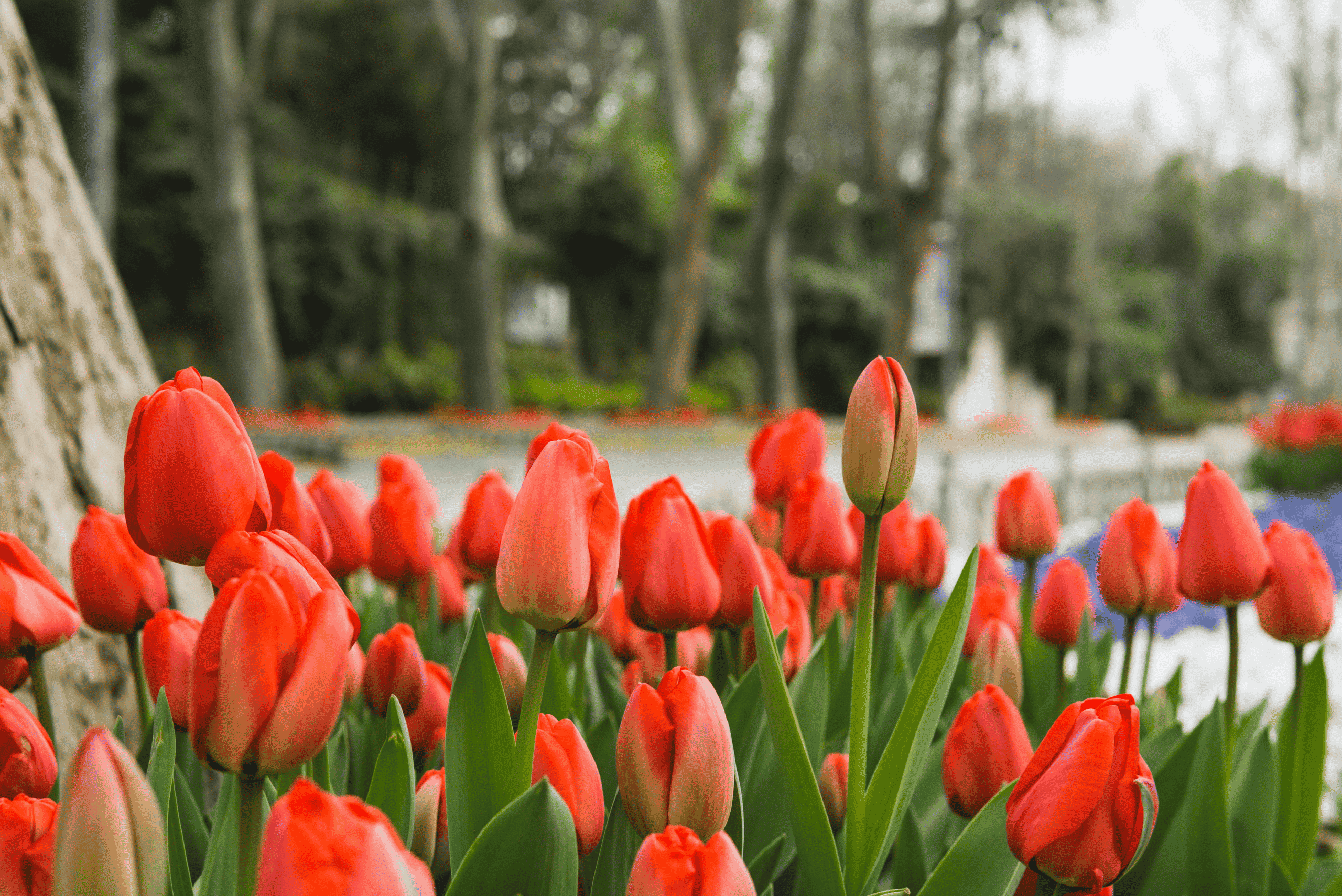 Kashmir Tulip Festival