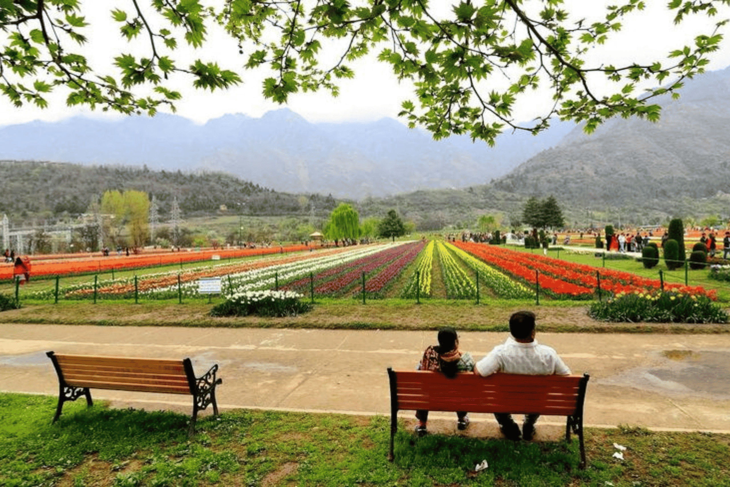 Kashmir Tulip Festival
