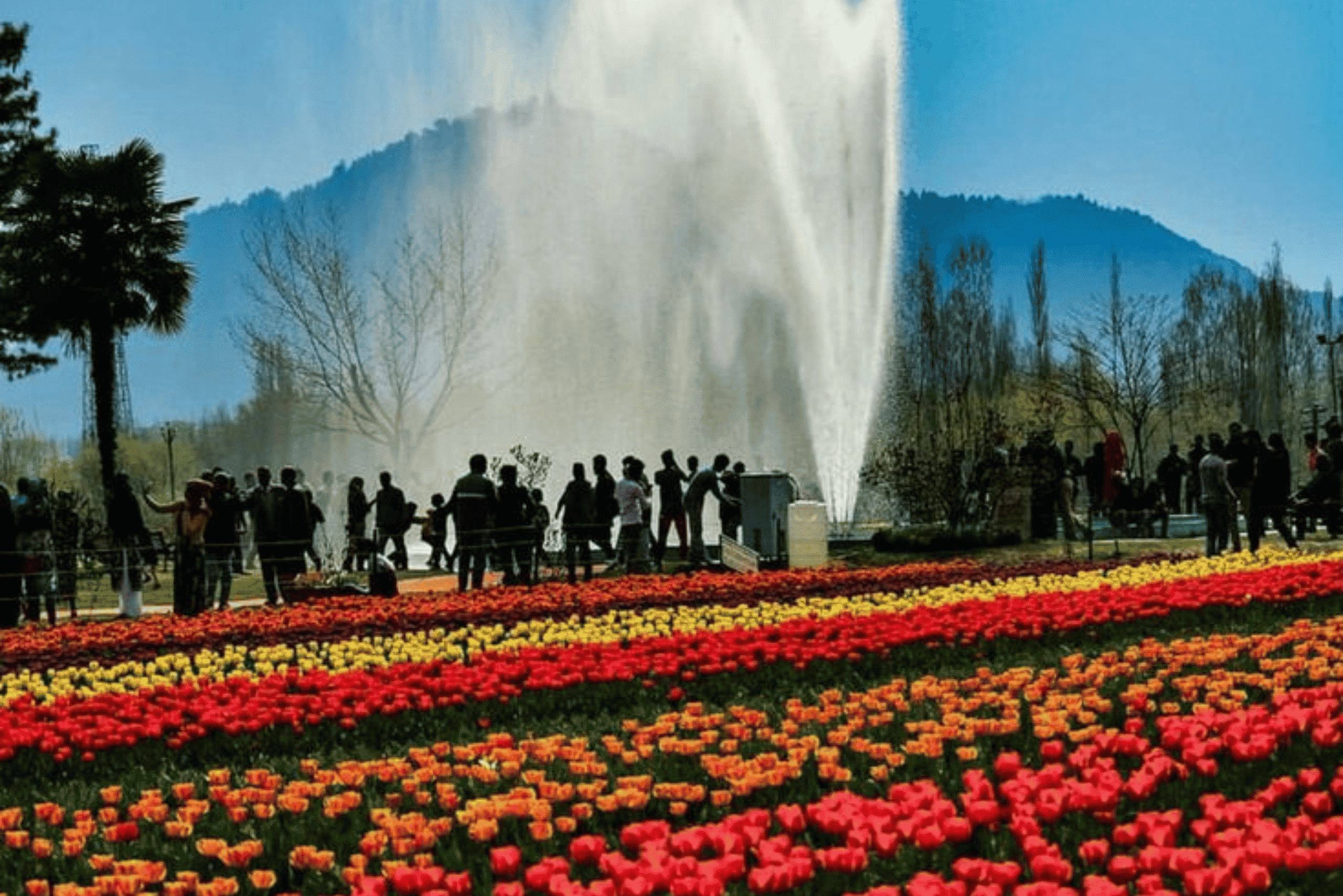 Kashmir Tulip Festival
