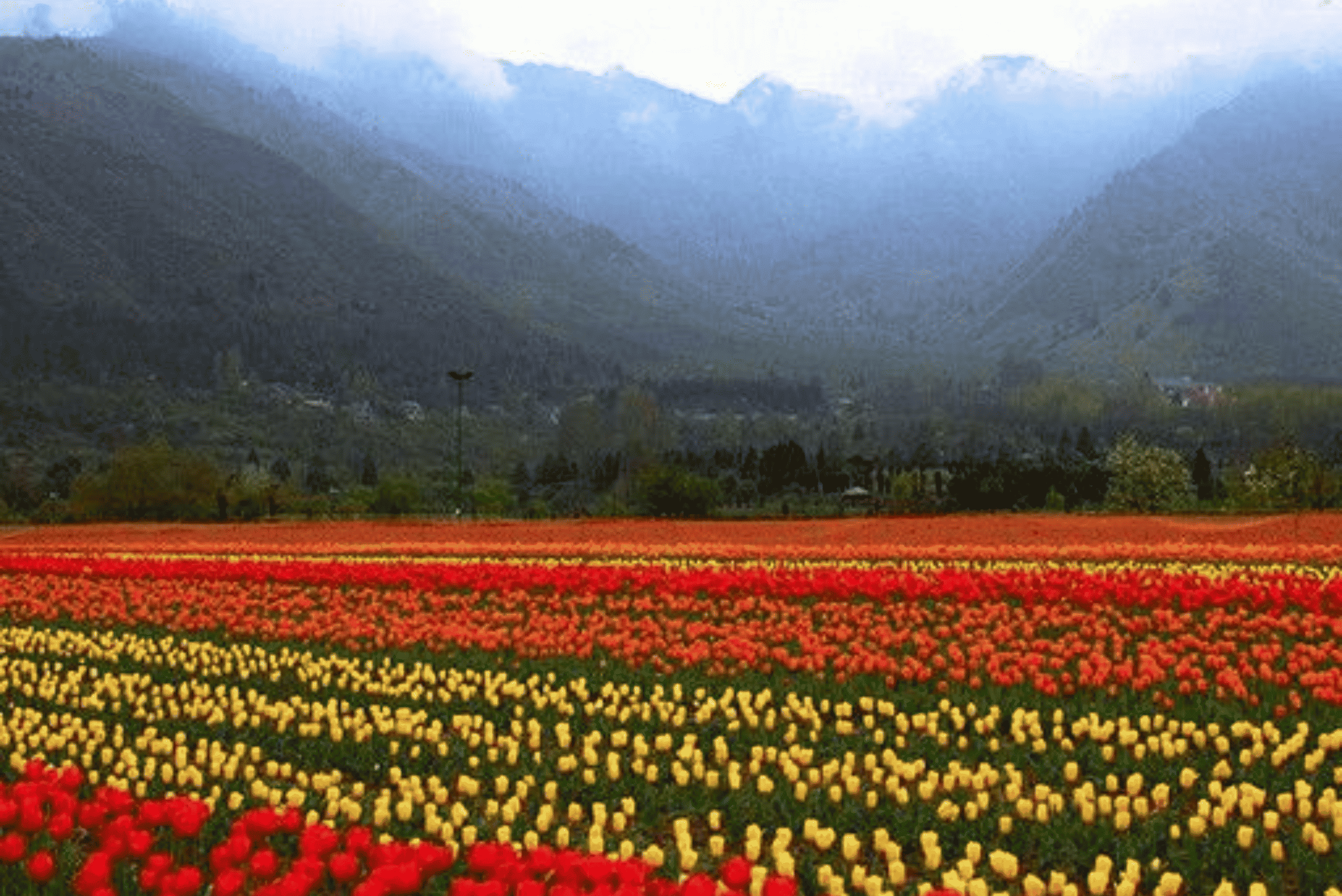 Kashmir Tulip Festival