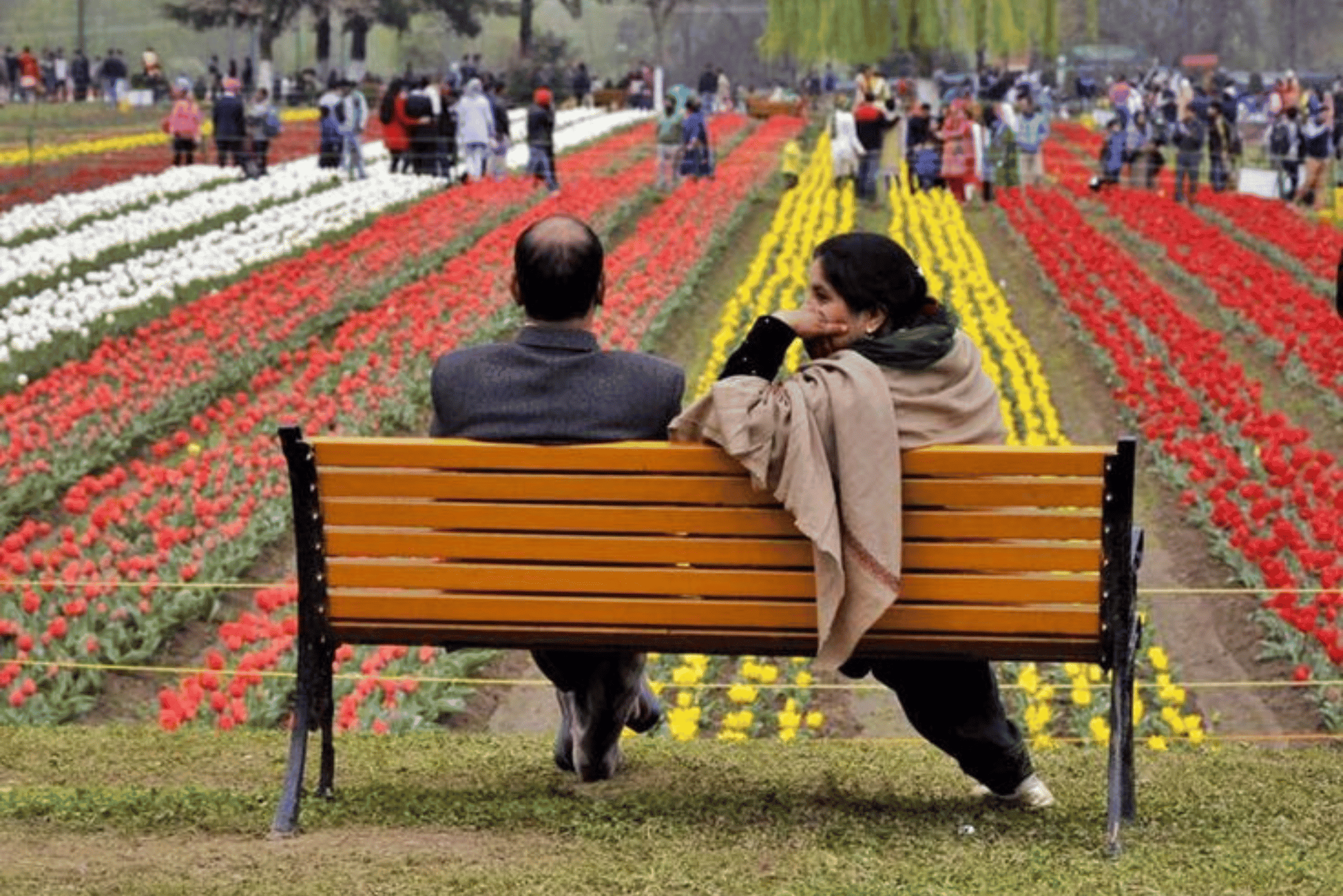 Kashmir Tulip Festival