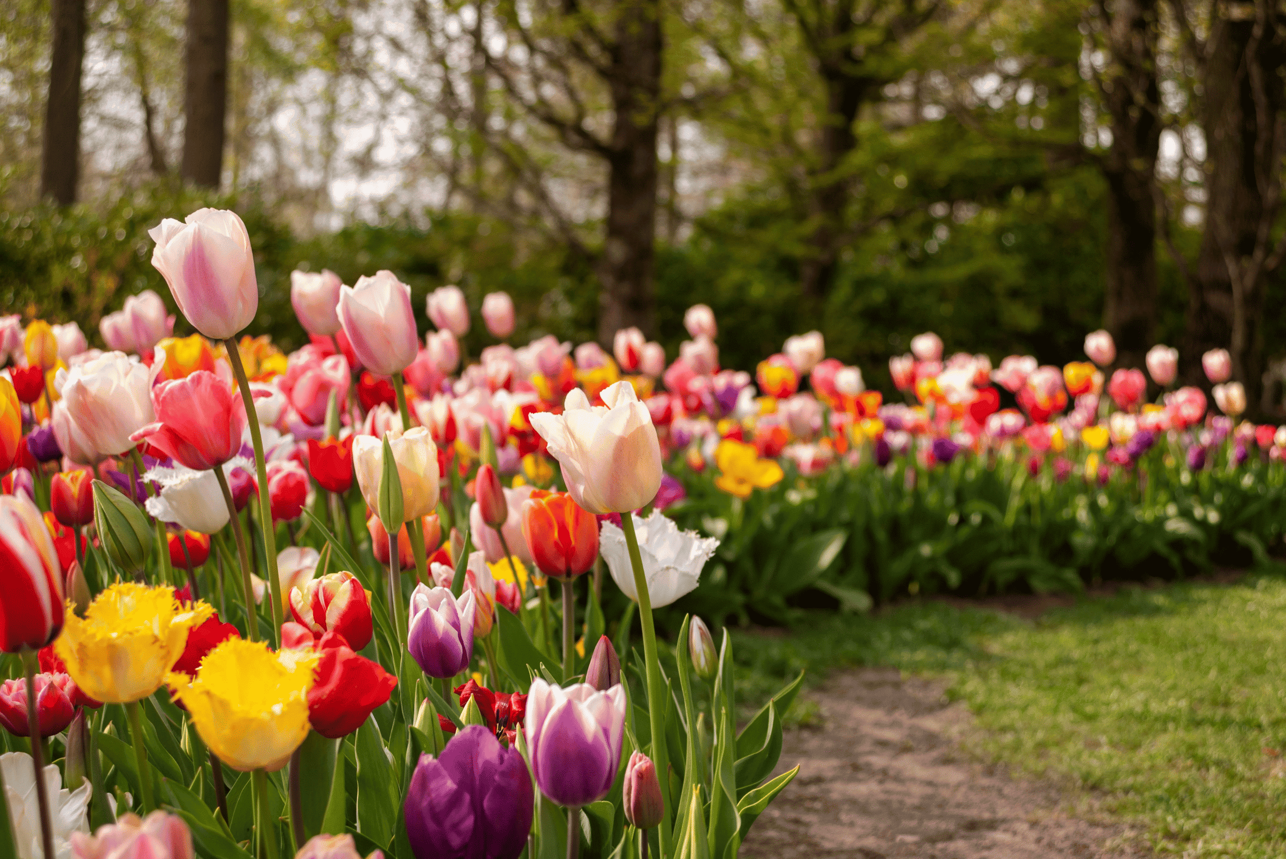 Kashmir Tulip Festival