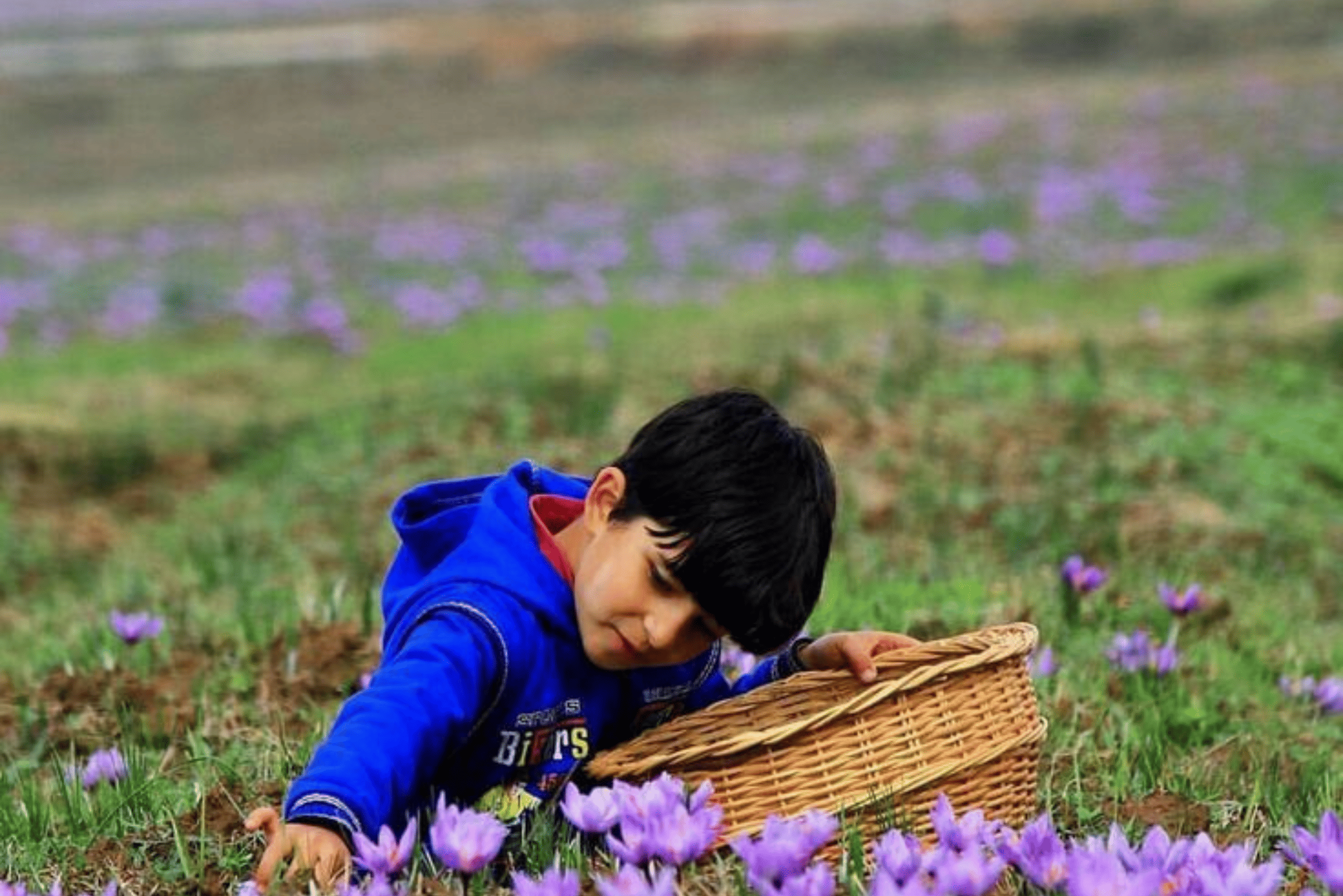 Saffron Fields Pampore
