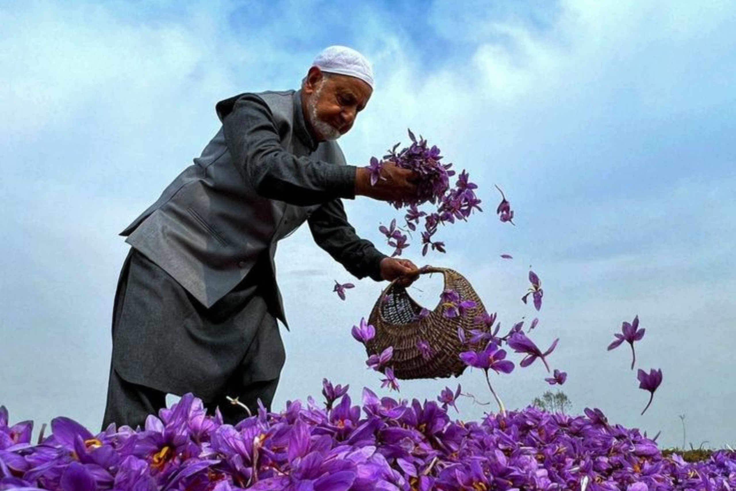 Saffron Fields Pampore