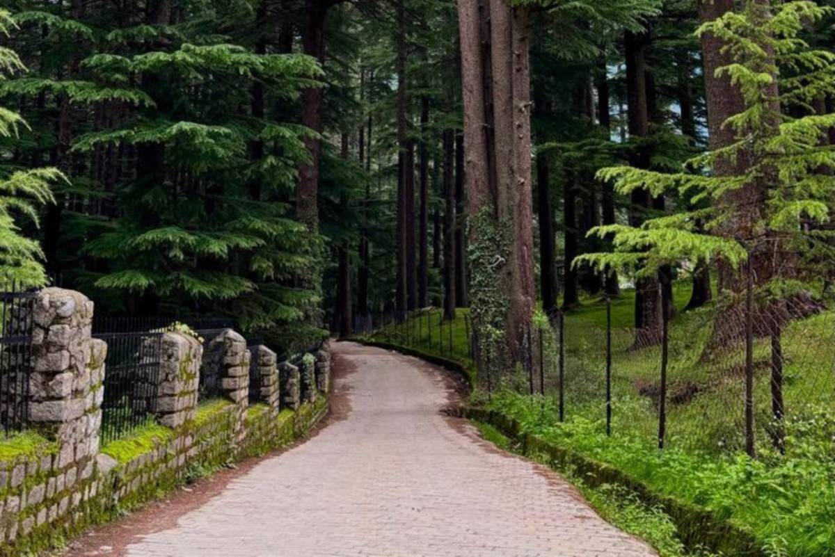 Peaceful forest trail in Manali surrounded by tall pine trees
