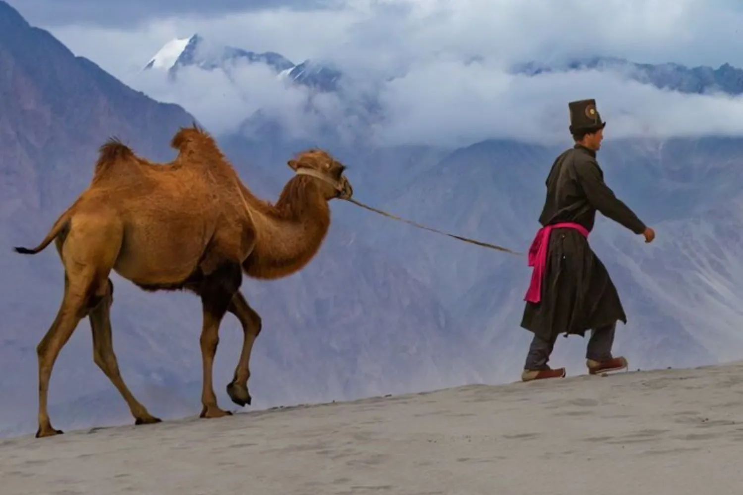 Traditional camel walk across the scenic dunes of Ladakh.