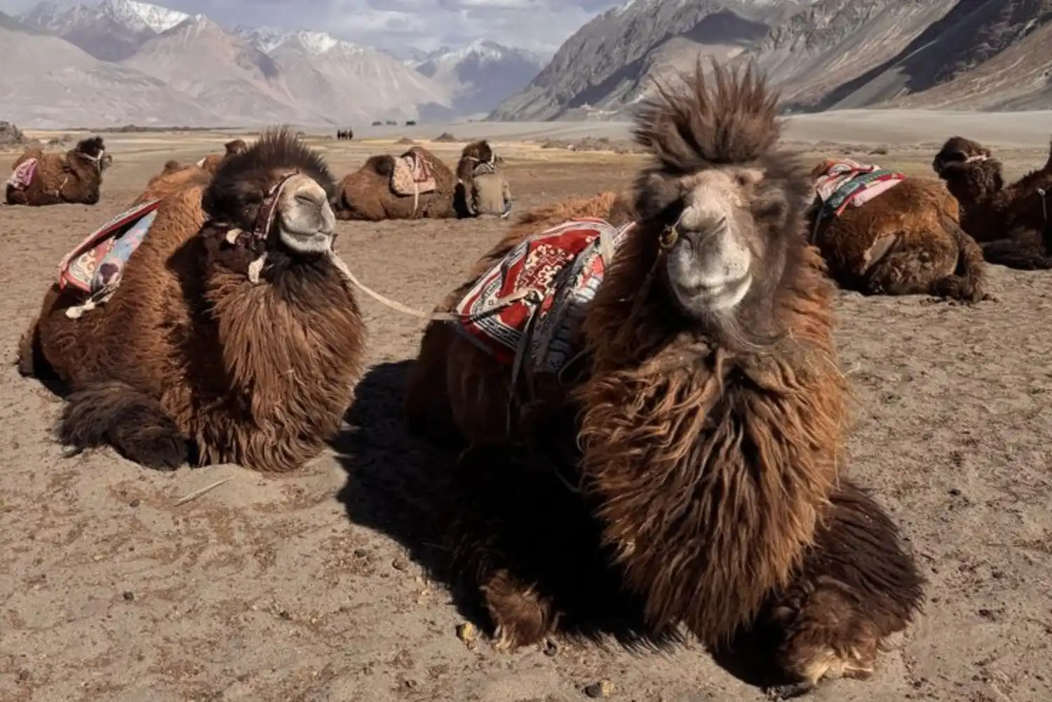 Double humped Bactrian camels in Nubra Valley Ladakh desert